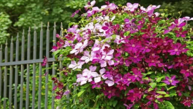 Clematis Will Goodwin